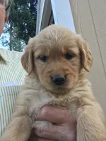 Max, a male Golden Retriever for sale in Alberton, MT – 3 of 6