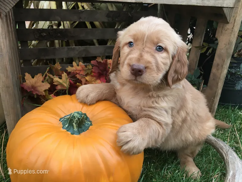 Sunbeam – Golden Retriever puppy for sale in Alberton, MT