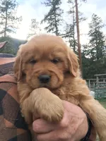 Coco, a male Golden Retriever for sale in Alberton, MT – 1 of 8