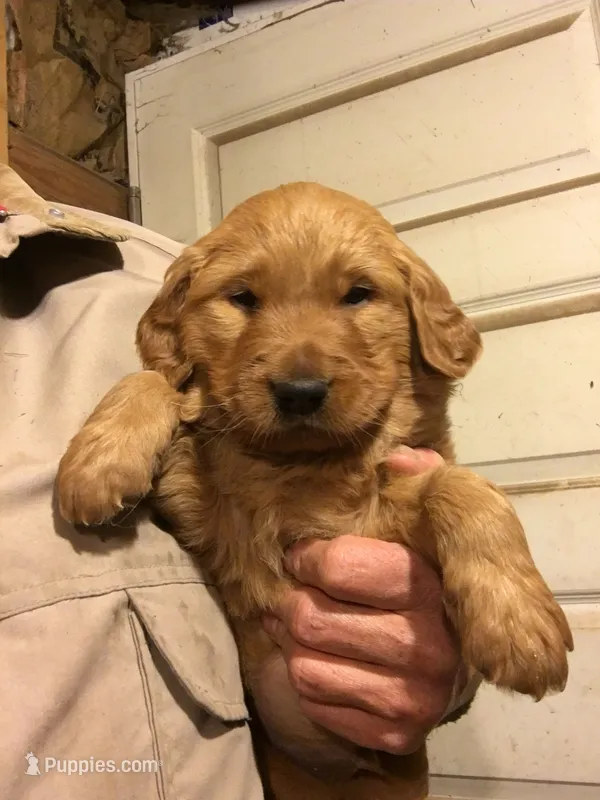 Chocolate – Golden Retriever puppy for sale in Alberton, MT