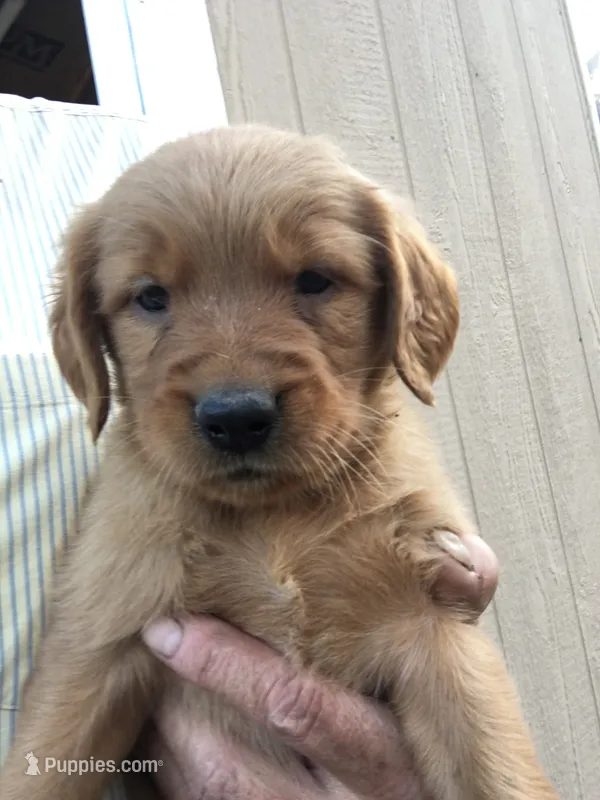 Max – Golden Retriever puppy for sale in Alberton, MT