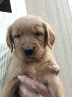 Max, a male Golden Retriever for sale in Alberton, MT – 1 of 6