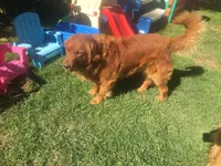 Molly, a  Golden Retriever for sale in Alberton, MT – 6 of 6