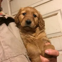 Antler, a male Golden Retriever for sale in Alberton, MT – Photo 3 of 4