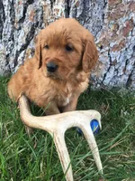 Antler, a male Golden Retriever for sale in Alberton, MT – 3 of 10