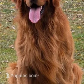 Antler, a male Golden Retriever for sale in Alberton, MT – Photo 4 of 4
