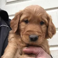 Antler, a male Golden Retriever for sale in Alberton, MT – Photo 2 of 4