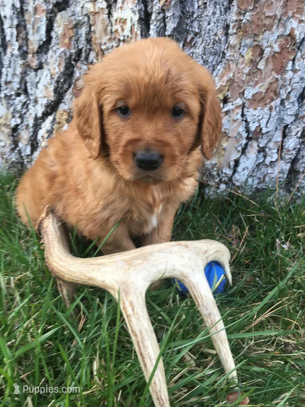 Antler – Golden Retriever puppy for sale in Alberton, MT