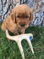 Antler, a male Golden Retriever for sale in Alberton, MT – 7 of 10