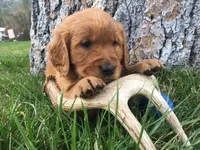 Antler, a male Golden Retriever for sale in Alberton, MT – 2 of 10