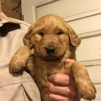 Antler, a male Golden Retriever for sale in Alberton, MT – Photo 1 of 4