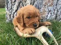 Antler, a male Golden Retriever for sale in Alberton, MT – 6 of 10