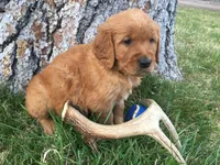 Antler, a male Golden Retriever for sale in Alberton, MT – 5 of 10