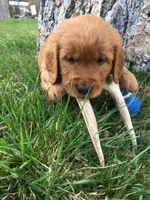 Antler, a male Golden Retriever for sale in Alberton, MT – 4 of 10