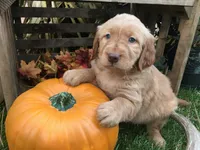 Snowflake, a female Golden Retriever for sale in Alberton, MT – 3 of 6