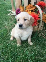 Snowflake, a female Golden Retriever for sale in Alberton, MT – 5 of 6