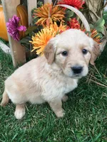 Sunbeam, a male Golden Retriever for sale in Alberton, MT – 4 of 7