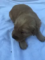 Coco, a male Golden Retriever for sale in Alberton, MT – 6 of 8