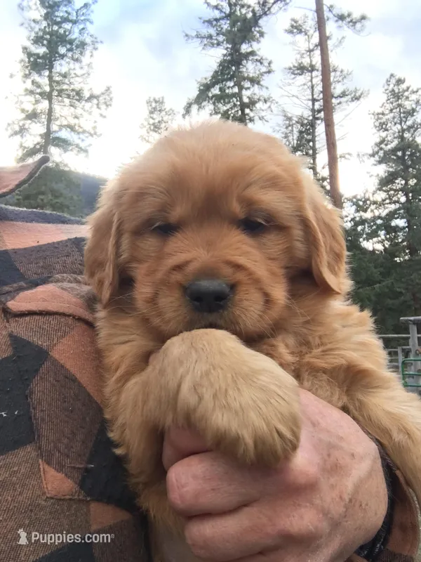 Bubba – Golden Retriever puppy for sale in Alberton, MT