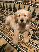 Remington, a male Golden Retriever for sale in Alberton, MT – Photo 2 of 7