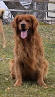 Remington, a male Golden Retriever for sale in Alberton, MT – Photo 6 of 7