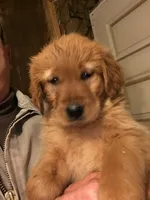 Remington, a male Golden Retriever for sale in Alberton, MT – Photo 5 of 7