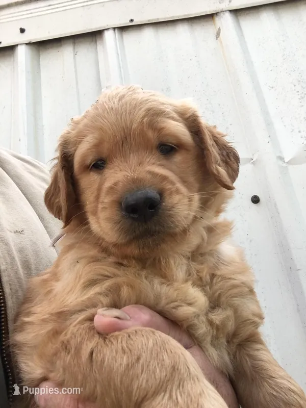 Remington, a male Golden Retriever for sale in Alberton, MT – Photo 1 of 7