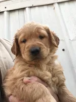 Remington, a male Golden Retriever for sale in Alberton, MT – Photo 1 of 7