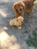 Winchester, a male Golden Retriever for sale in Alberton, MT – 4 of 4