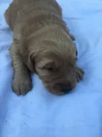 Coco, a male Golden Retriever for sale in Alberton, MT – 5 of 8