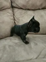 Big guy, a male French Bulldog for sale in Dryden, VA – Photo 2 of 2