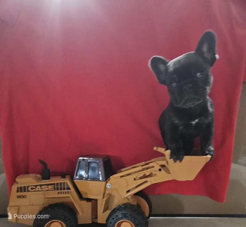Big guy – French Bulldog puppy for sale in Dryden, VA