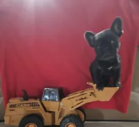 Big guy, a male French Bulldog for sale in Dryden, VA – Photo 1 of 2