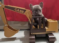 Big guy, a male French Bulldog for sale in Dryden, VA – Photo 2 of 2