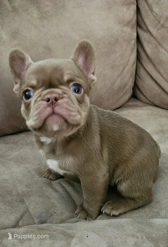 Big guy – French Bulldog puppy for sale in Dryden, VA