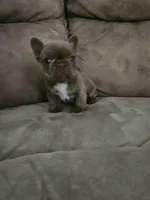 Little girl, a female French Bulldog for sale in Dryden, VA – Photo 2 of 2