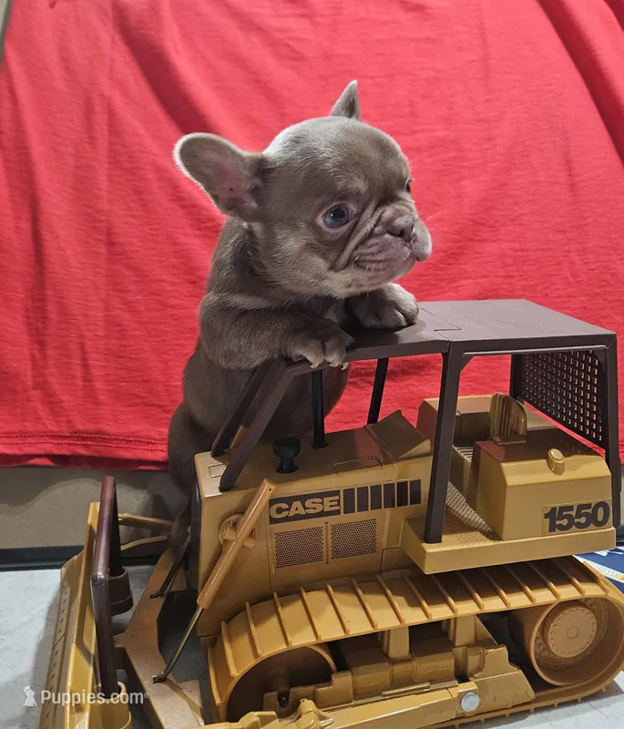 Little girl – French Bulldog puppy for sale in Dryden, VA