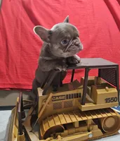 Little girl, a female French Bulldog for sale in Dryden, VA – Photo 1 of 2
