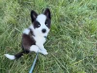 MOON, a male Australian Shepherd for sale in Marine City, MI – 5 of 5