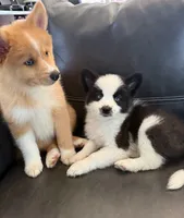 MOON, a male Australian Shepherd for sale in Marine City, MI – 2 of 5