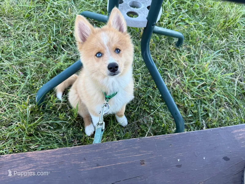 MOON – Australian Shepherd puppy for sale in Marine City, MI