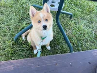 MOON, a male Australian Shepherd for sale in Marine City, MI – 1 of 5