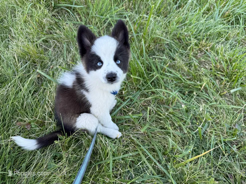 ORIO – Australian Shepherd puppy for sale in Marine City, MI