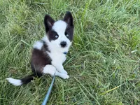 ORIO, a male Australian Shepherd for sale in Marine City, MI – 1 of 3