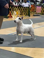 Bull Terrier Puppies, a  Bull Terrier for sale in Alexandria, VA – 5 of 8