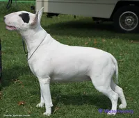Bull Terrier Puppies, a  Bull Terrier for sale in Alexandria, VA – 3 of 8