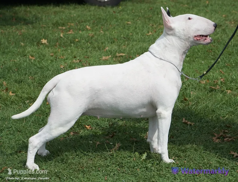 Bull Terrier Puppies – Bull Terrier puppy for sale in Alexandria, VA