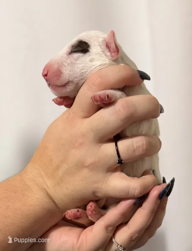 Bull Terrier Puppies – Bull Terrier puppy for sale in Alexandria, VA