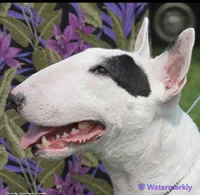 Bull Terrier Puppies, a  Bull Terrier for sale in Alexandria, VA – 2 of 8