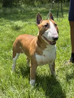 Bull Terrier Puppies, a  Bull Terrier for sale in Alexandria, VA – 6 of 8